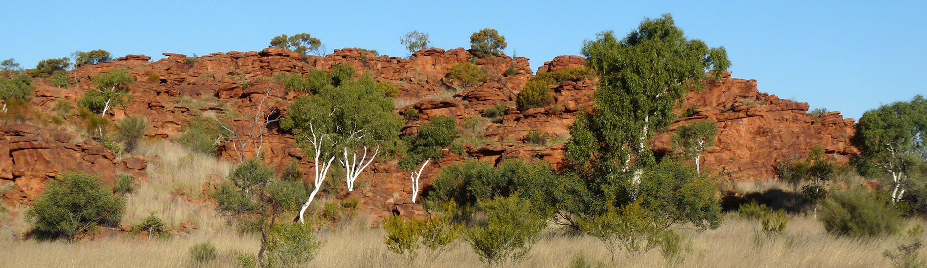 Giant termite mound in foreground of spinifex plain